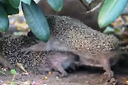 hedgehogs porn
