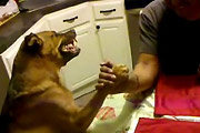 Arm Wrestling an aggressive Dog