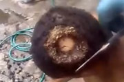 hole in the head full of maggots