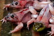 Alive Skinned Frogs Sold At Market