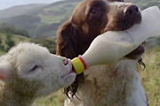 Dog feeds an orphaned lamb