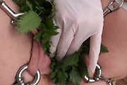 Nettle Pussy Torture