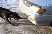 Pitbull pulls car with his mouth