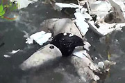 Rotting Body In River
