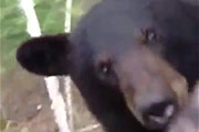Bear Says Hello To Hunter