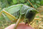 Man-eating grasshopper
