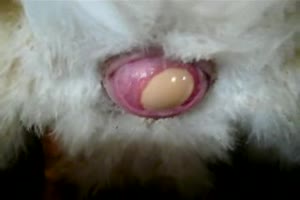 Chicken open Vagina