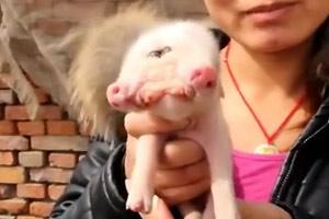 Double snouted piglet