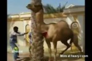A Camels Revenge