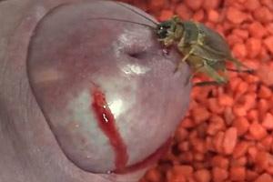 Extreme Insect Torture Pussy - Videos Tagged torture at SUPERZOOI
