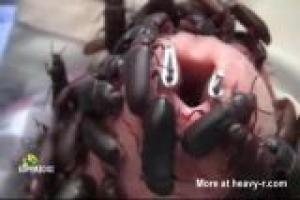 Darkling Beetles Penis Torture