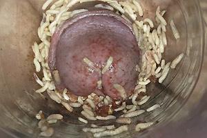 Smelly Infected Cock Eaten By Maggots