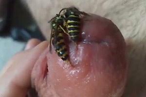 Wasp Penis Torture