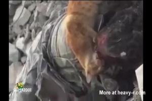 Cat Feasting On A Dead Man's Face