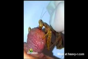 Mantis Munching On Nipple